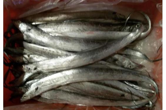 带鱼 (野生1.0－1.5斤) 元／斤