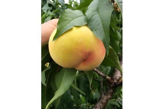 姚庄黄桃 锦香 10斤x250克