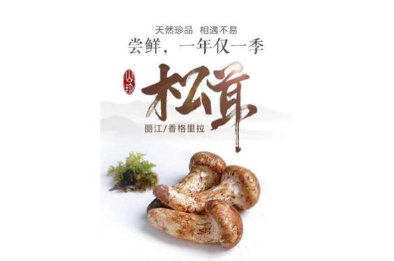 云南丽江香格里拉松茸 3—5cm  元/斤